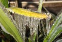 Ice on leaf